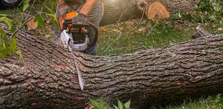 Best Tree Health Inspection  in Dumbarton, VA