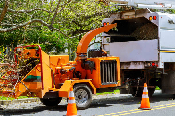 Professional Tree Services in Dumbarton, VA