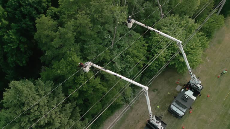 How Our Tree Care Process Works  in  Dumbarton, VA