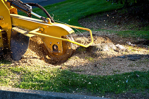 Best Tree Mulching  in Dumbarton, VA