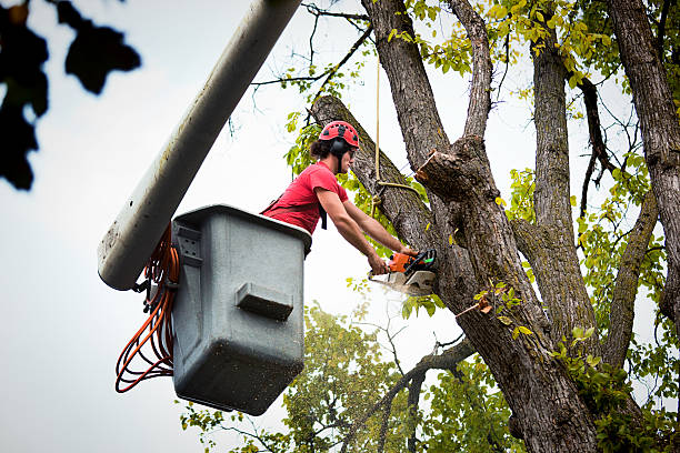 Best Leaf Removal  in Dumbarton, VA