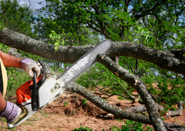 Best Tree Disease Treatment  in Dumbarton, VA